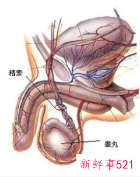 按摩睾丸的功效和作用