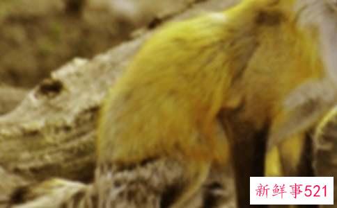 最狐狸精的星座女