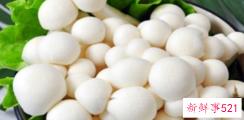 白玉菇的食用价值