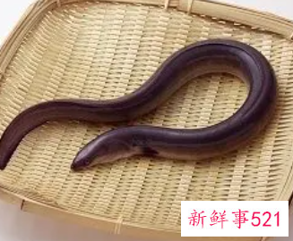 白鳝的营养价值及功效与作用