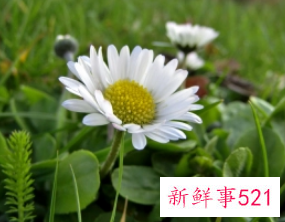 花比喻人的品质