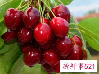 樱桃的营养功效