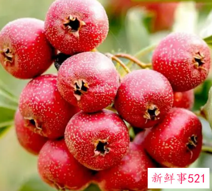 山楂营养成分有哪些