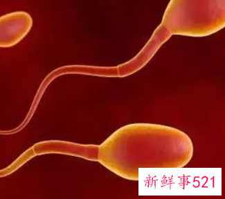 男人怎么补精子快