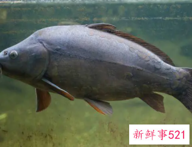 吃什么喝什么对皮肤好