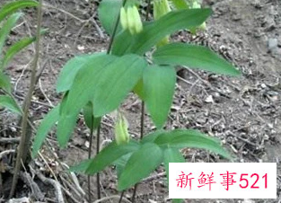 黄精的作用和功效图片