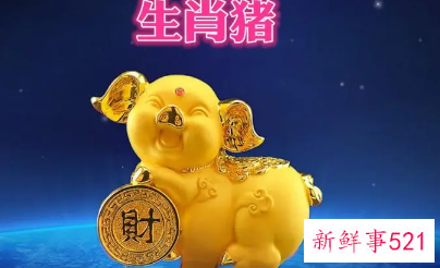 属猪男都喜欢胸大的女生吗