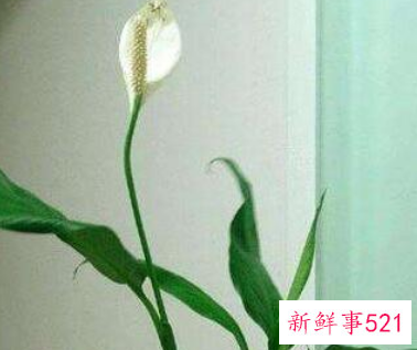 10种客厅招财植物推荐