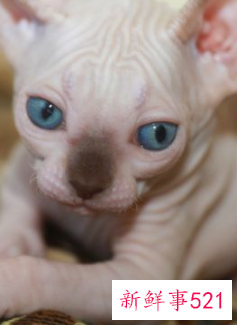 哪种小宠物干净好养没有味