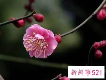 梅好听昵称四个字