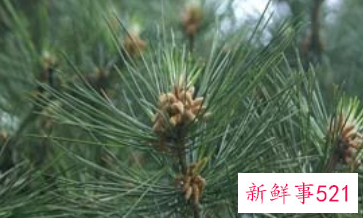 松毛的药用功效