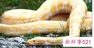 已婚女人梦见大蟒蛇追自己