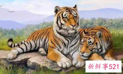 属虎女感情运势