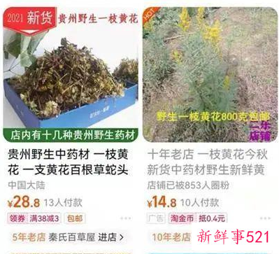 加拿大一枝黄花到底是什么花