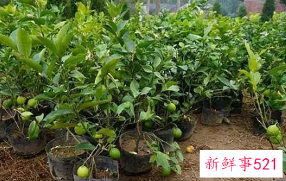 养殖的盆栽柠檬树黄叶怎么办