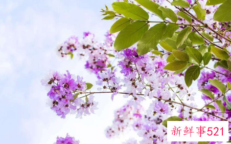 男人一见就爱的三大生肖