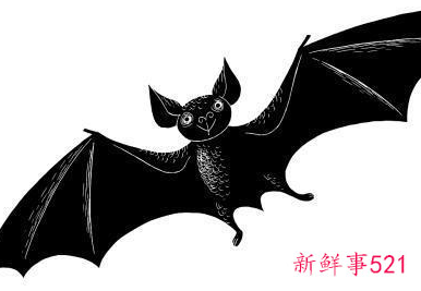 蝙蝠寓意什么意思