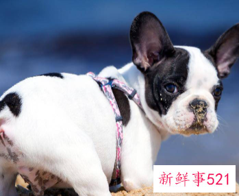 小型犬养什么好一些