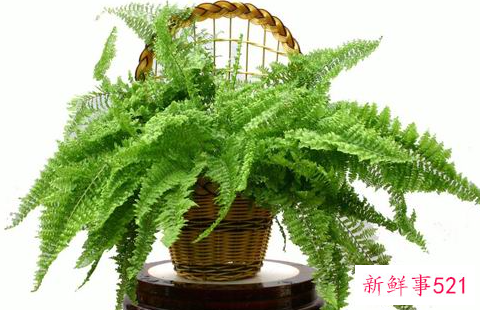 波斯顿蕨叶子发黄怎么办