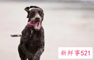 女人梦见狗追是什么预兆