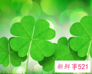 7种象征吉祥和好运的花