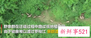 又有一波南下野象来凑热闹