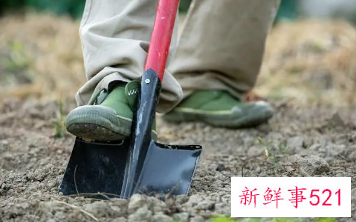 梦见铲子有什么征兆