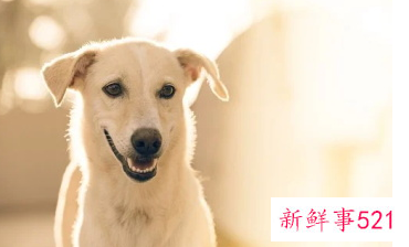 狗的名字带有平安寓意的