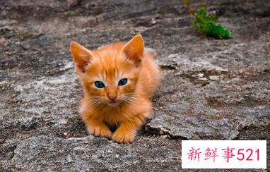 梦见一只小猫
