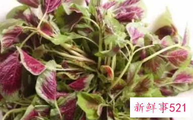 新鲜的苋菜怎么保存