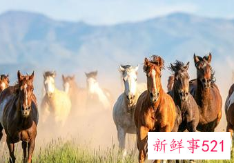 属马的人怎么取名