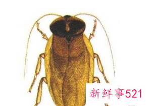 土元的作用和功效