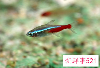 家里养鱼养几条好