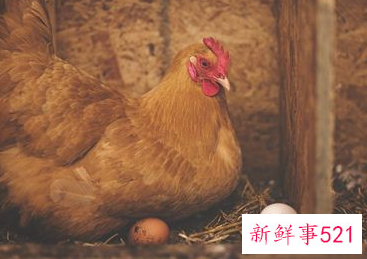 梦见母鸡下蛋有什么征兆