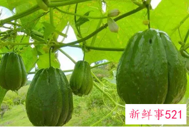 金佛手瓜的功效与作用