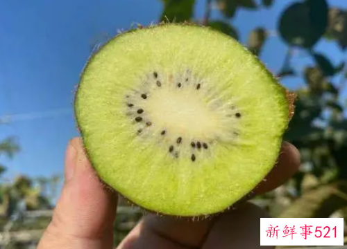 猕猴桃催熟用什么水果