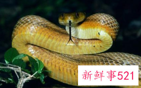 哺乳期梦见被蛇咬