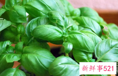 自制一瓶高效无毒驱蚊水