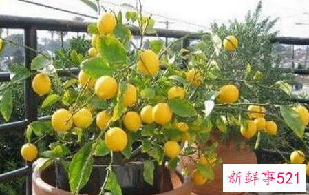 养殖的盆栽柠檬树黄叶怎么办