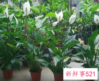 10种客厅招财植物推荐