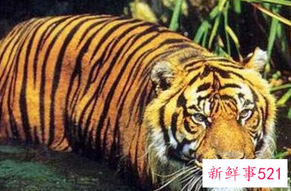 世界上最大的老虎