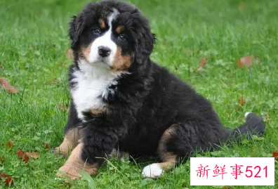 伯恩山犬的饲养方法