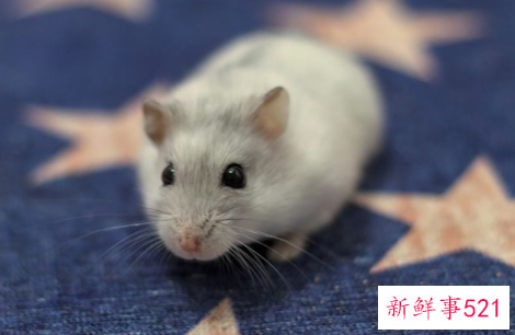 梦见好多老鼠在吃东西是什么意思