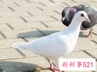 梦见鸽子飞进自己家里