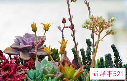 多肉开花代表什么寓意