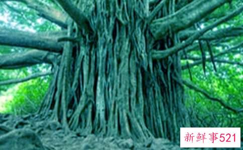 梦见大树枝繁叶茂