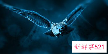 梦见猫头鹰是什么意思