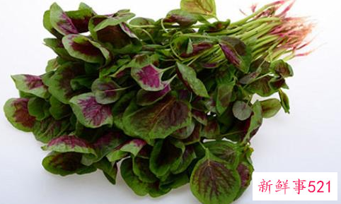 苋菜的药用功效与作用