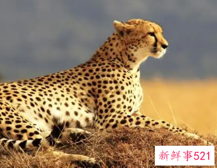 梦见被豹子追有什么预兆