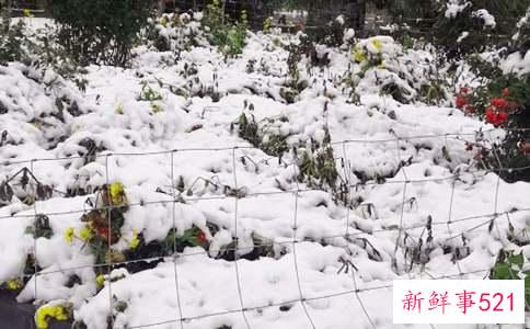 梦见下雪预示着什么
